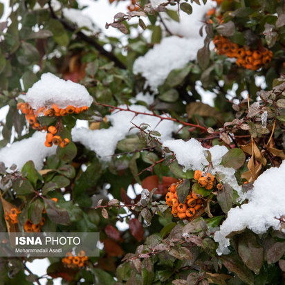 نخستین برف پاییزی تهران