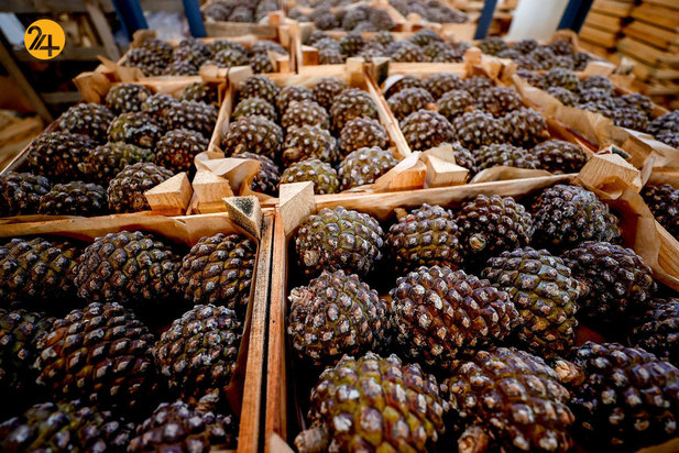 صادرات تاج‌های گل کریسمس از آنتالیا