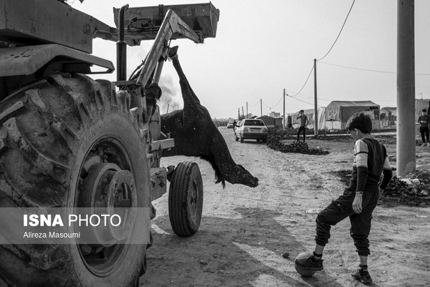 مسابقات اسب دوانی گلستان