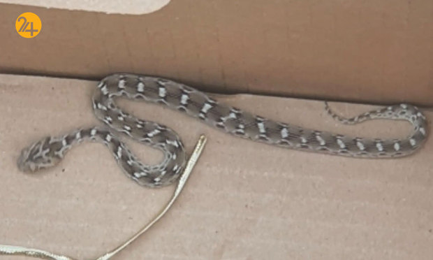 تصاویری جالب و دیدنی از حیات محش