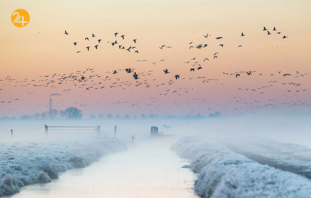 تصاویری جالب و دیدنی از حیات محش