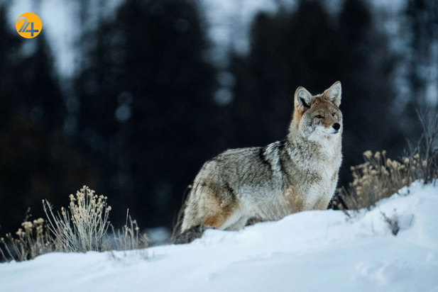 تصاویری جالب و دیدنی از حیات محش