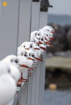 تصاویری جالب و دیدنی از حیات محش