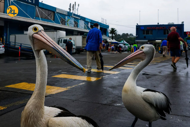 تصاویری جالب و دیدنی از حیات محش
