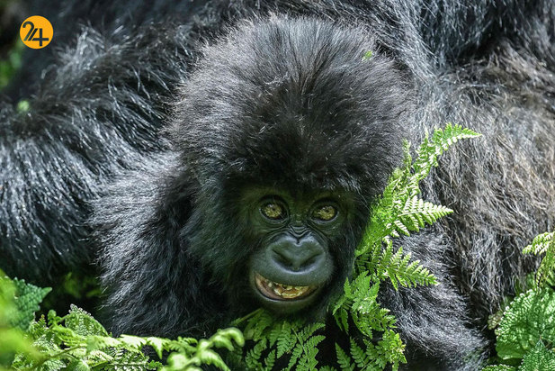 تصاویری جالب و دیدنی از حیات محش