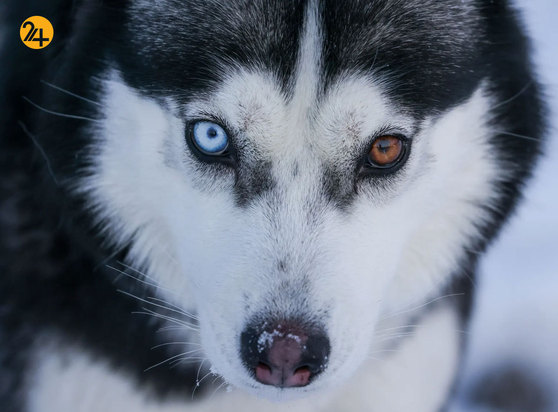 تصاویری جالب و دیدنی از حیات محش