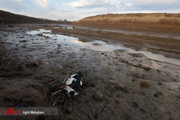 خلیج گرگان در حال مرداب شدن