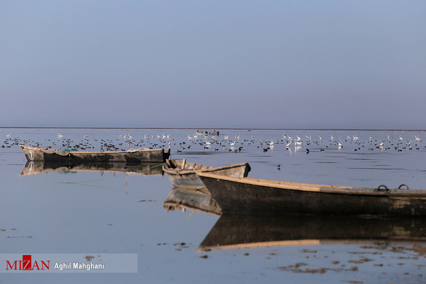 خلیج گرگان در حال مرداب شدن