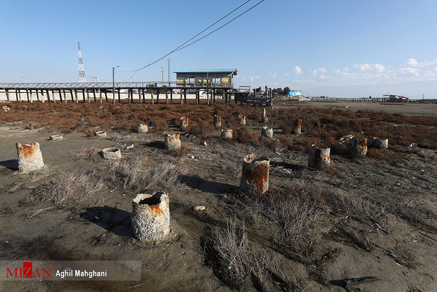 خلیج گرگان در حال مرداب شدن