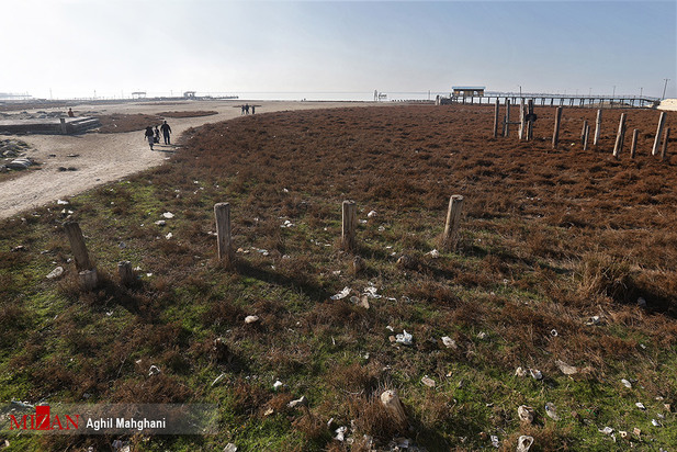 خلیج گرگان در حال مرداب شدن