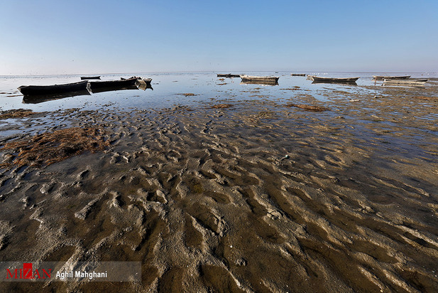 خلیج گرگان در حال مرداب شدن