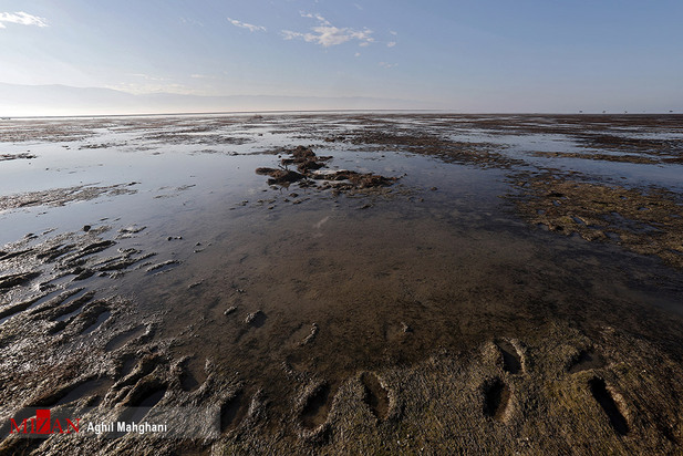خلیج گرگان در حال مرداب شدن