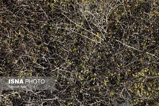 تهدید «چهارکوهِ» علویجه با ظهور معادن سنگ