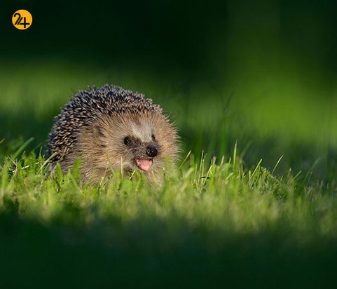 حیوانات خندان