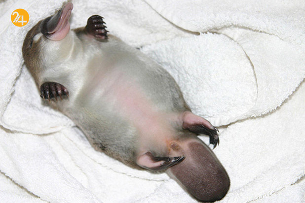 حیوانات خندان