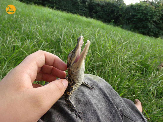 حیوانات خندان