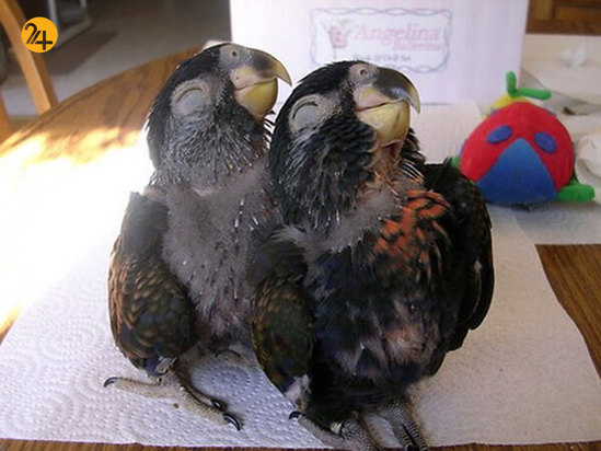 حیوانات خندان