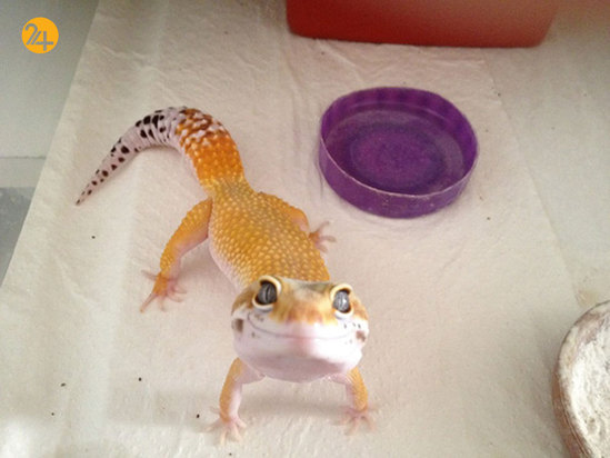 حیوانات خندان