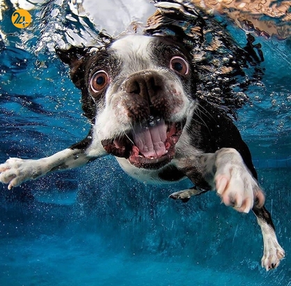 سگ‌های زیر آب