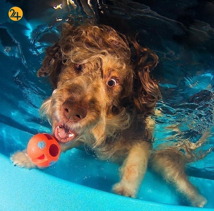 سگ‌های زیر آب