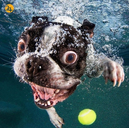 سگ‌های زیر آب