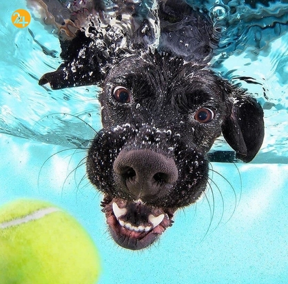 سگ‌های زیر آب