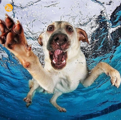 سگ‌های زیر آب