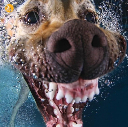 سگ‌های زیر آب