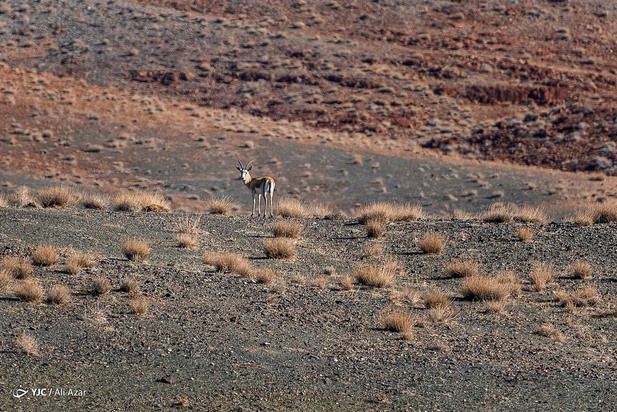 قلعه قمیشلو گنجینه رو به ویرانی