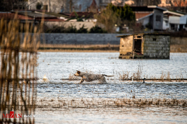 سگ‌های ولگرد آفت محیط زیست مازندران