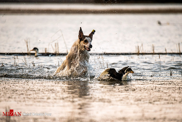 سگ‌های ولگرد آفت محیط زیست مازندران
