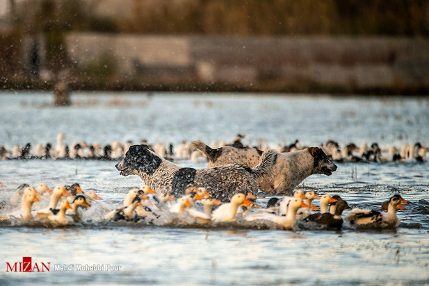 سگ‌های ولگرد آفت محیط زیست مازندران