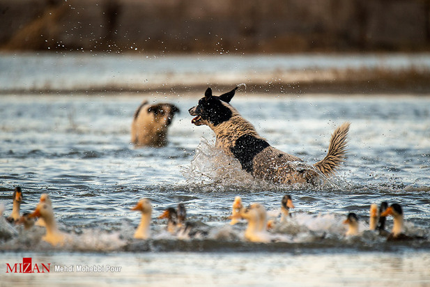سگ‌های ولگرد آفت محیط زیست مازندران