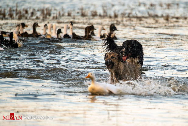 سگ‌های ولگرد آفت محیط زیست مازندران