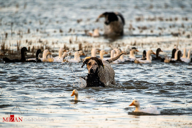 سگ‌های ولگرد آفت محیط زیست مازندران