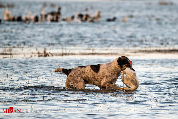 سگ‌های ولگرد آفت محیط زیست مازندران