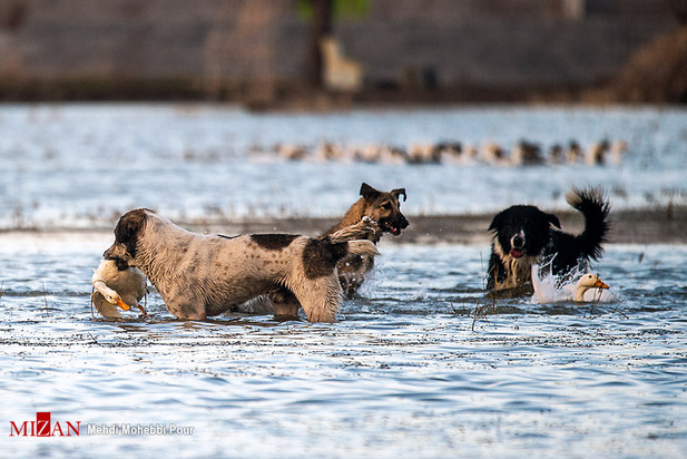 سگ‌های ولگرد آفت محیط زیست مازندران