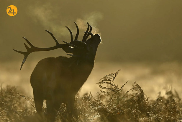 حیات وحش به روایت گاردین