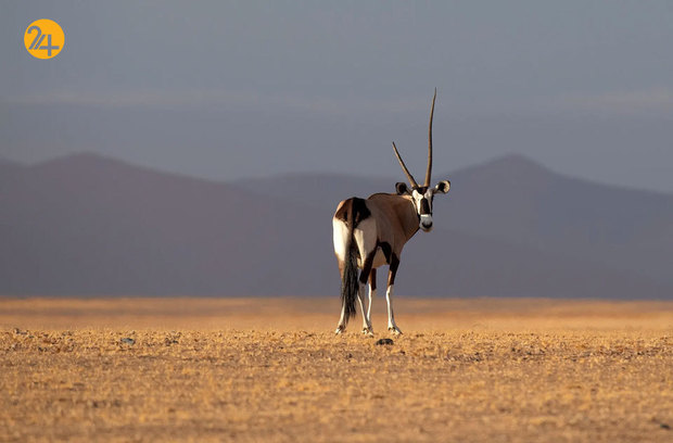 حیات وحش به روایت گاردین