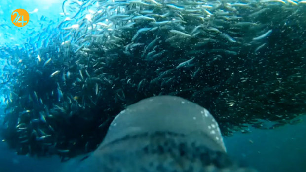 حیات وحش به روایت گاردین