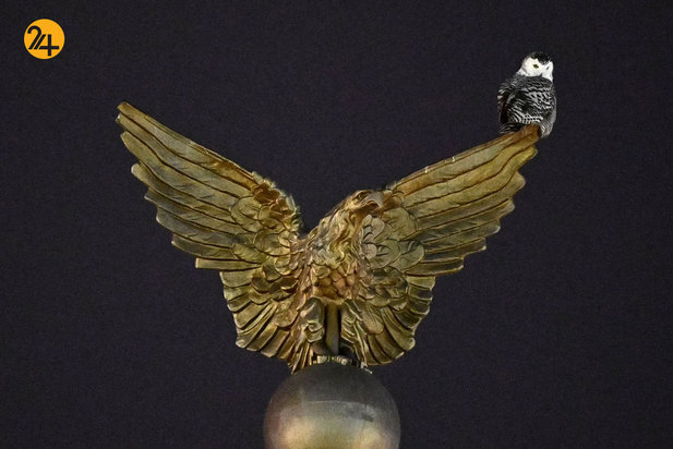 حیات وحش به روایت گاردین