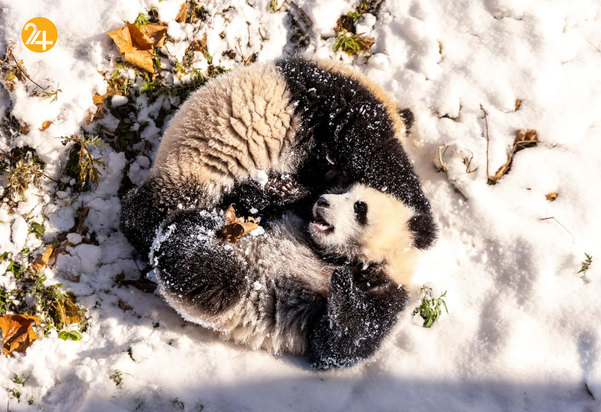 حیات وحش به روایت گاردین