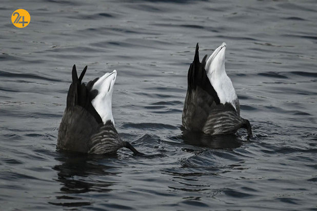 حیات وحش به روایت گاردین