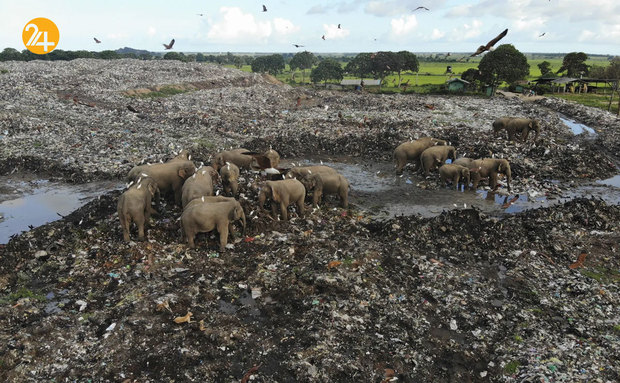 حیات وحش به روایت گاردین