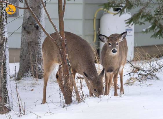حیات وحش به روایت گاردین