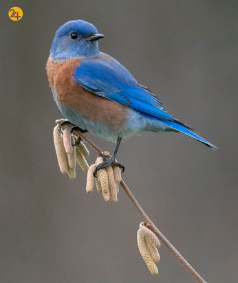 حیات وحش به روایت گاردین