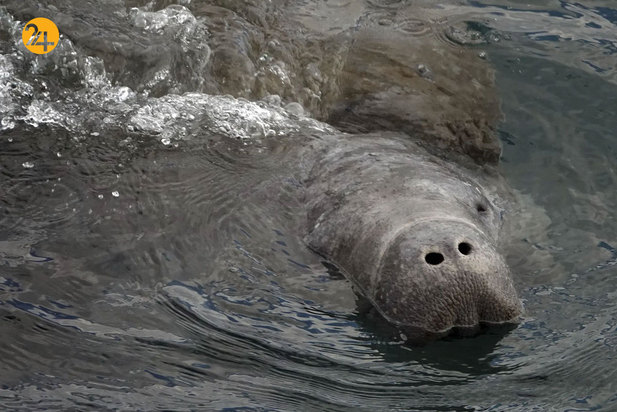 حیات وحش به روایت گاردین