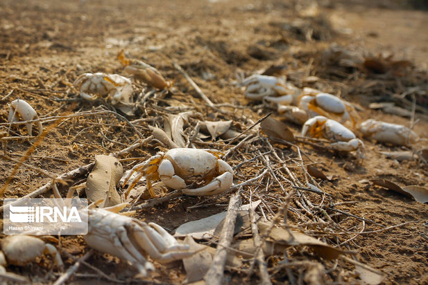 تبعات زیست محیطی پتروشیمی ماهشهر