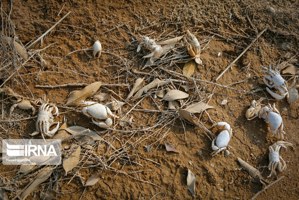 تبعات زیست محیطی پتروشیمی ماهشهر