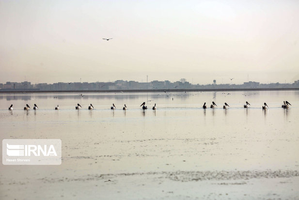 تبعات زیست محیطی پتروشیمی ماهشهر